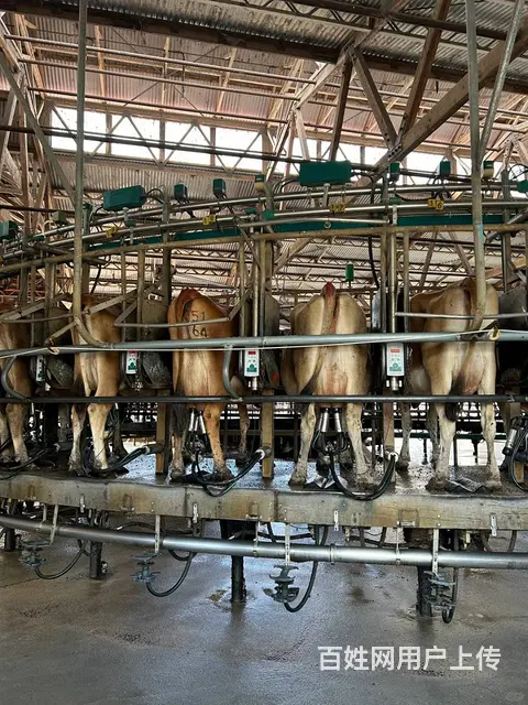 常州出国打工  澳洲农场招工 高薪3W+包吃住 - 图片 8