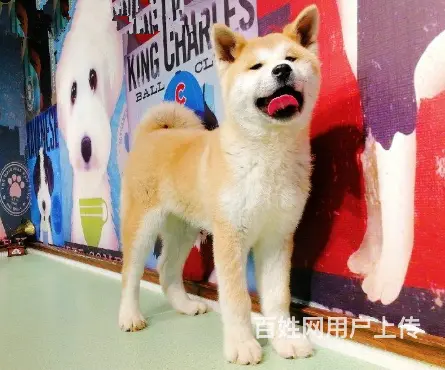 纯种日系秋田犬出售 忠犬八公 保纯种健康 欢迎来参 - 图片 7