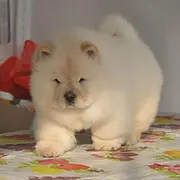九江本地松狮幼犬多少钱？犬舍只繁殖纯种精品健康签
