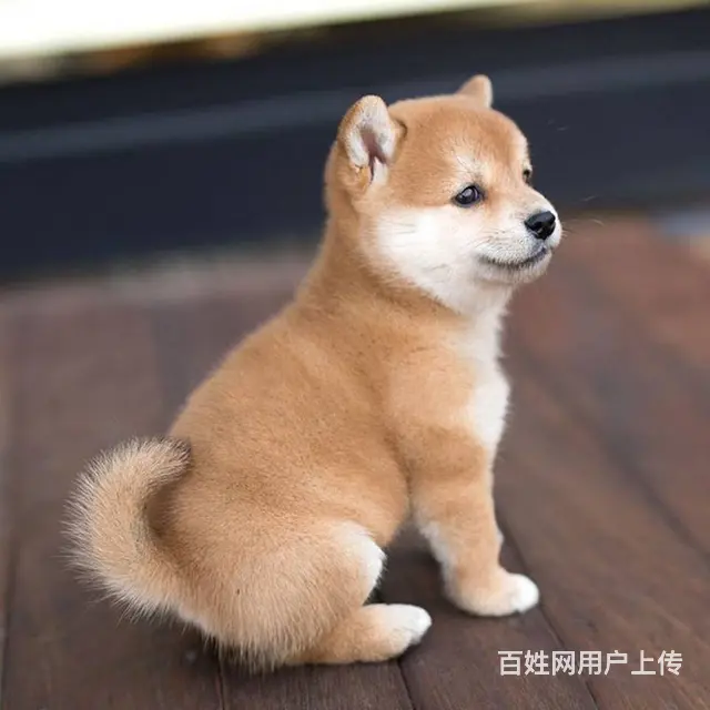 纯种日本柴犬 按时防疫 驱虫 健康品质有保障 - 图片 7