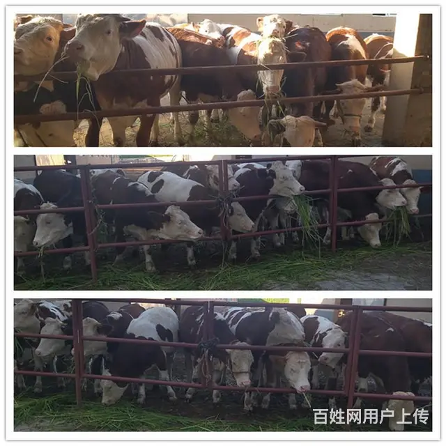 六百斤 西门塔尔牛小母牛 多少一头 - 图片 2