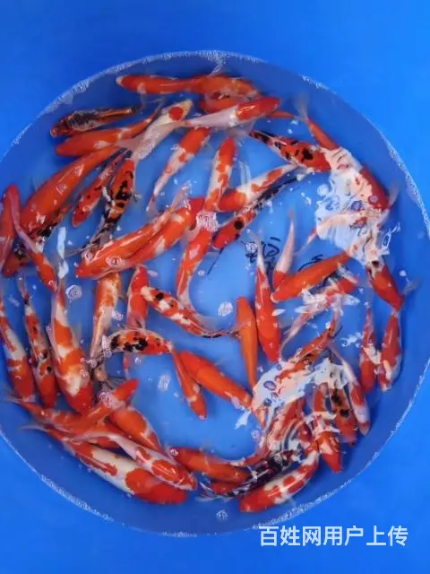 苏州永乐锦鲤常年出售锦鲤鱼 - 图片 8