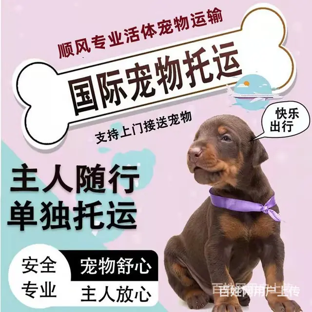 林芝宠物托运（猫狗）邮寄快递运输（承接所有活体运输 - 图片 5