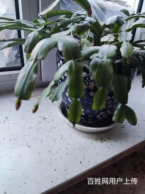 螃蟹爪花 - 图片 3