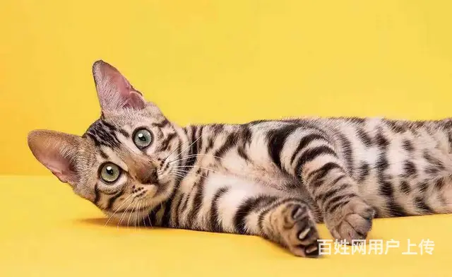 哪里有卖孟加拉豹猫的 无病无癣 包纯种健康 - 图片 2