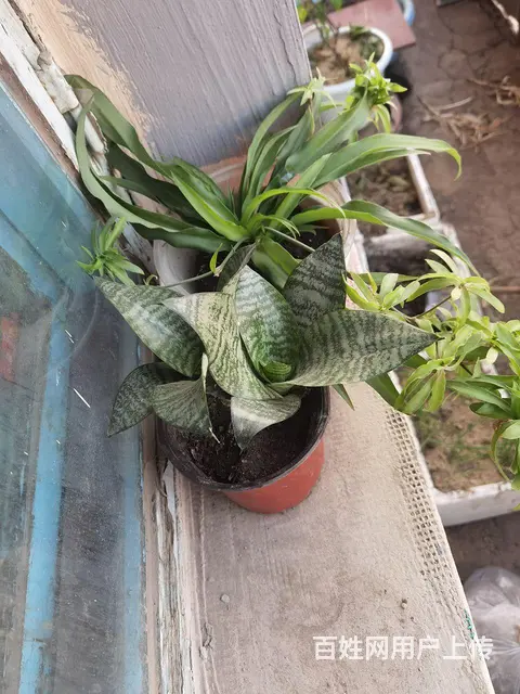 花和花盆 - 图片 2