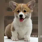 林芝柯基市场价位柯基一般多少钱呢