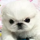 池州【十年老店】常年繁殖优质血统京巴幼犬