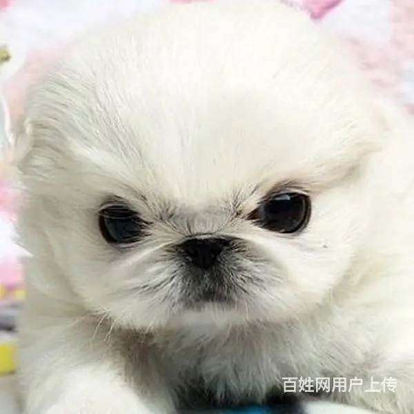 淮南【十年老店】常年繁殖优质血统京巴幼犬 - 图片 6