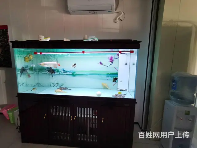 红龙鱼1.8米9成新鱼缸 皇冠2条飞凤一条 黄头龟 - 图片 5