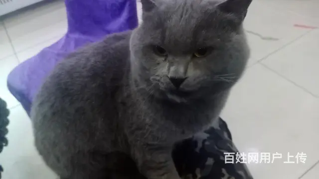 英国蓝猫 - 图片 3