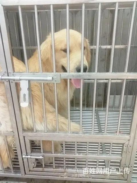 双血统纯种金毛犬一公一母出售 - 图片 1