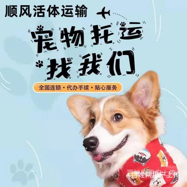 2022/）常州市宠物托运（猫狗）邮寄快递（宠物活体运输 ） - 图片 4