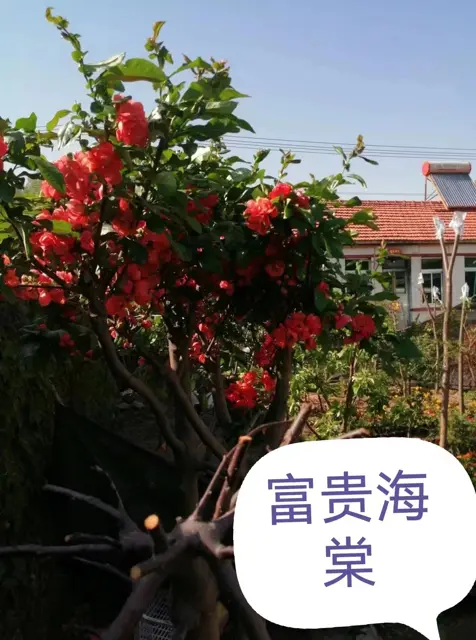 抚顺顺城乔木苗推荐货源 - 图片 1