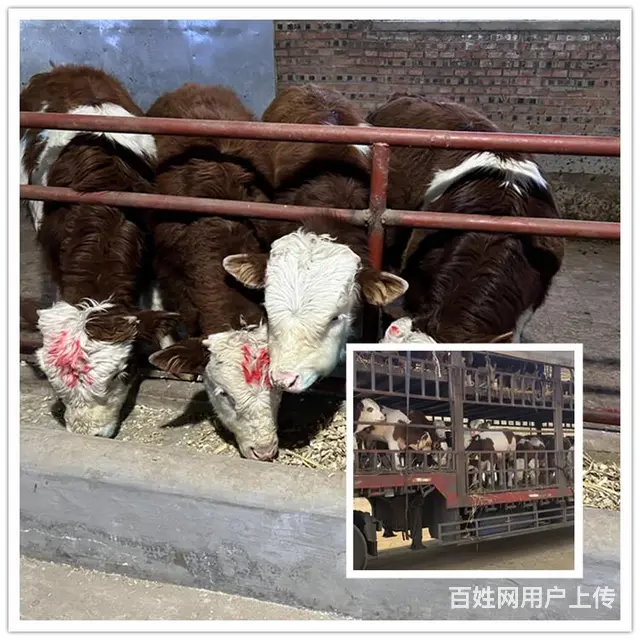 400斤 西门塔尔基础母牛 市场价多少 - 图片 2