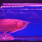 专业观赏鱼缸清洗维修解决各种养鱼问题