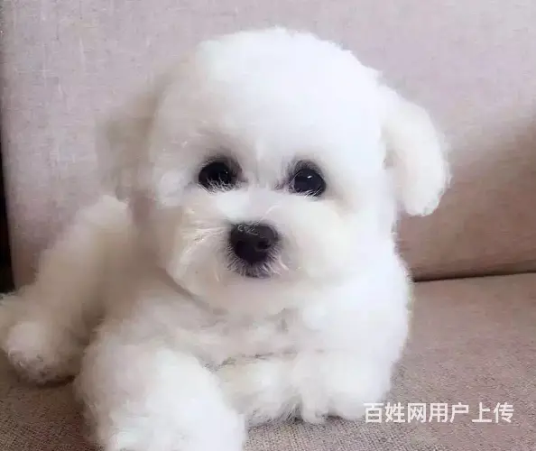 纯种比熊 白色比熊 法系比熊 出售超级可爱的小 - 图片 1