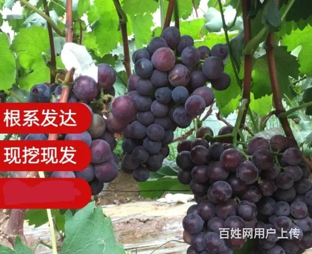 急售巨峰葡萄树葡萄苗，价格便宜 - 图片 1