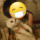 纯种银渐层弟弟