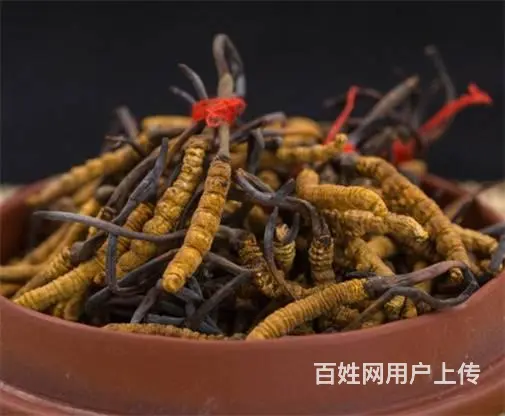 番禺冬虫夏草回收市场价格是多少-上门收购冬虫夏草 - 图片 5
