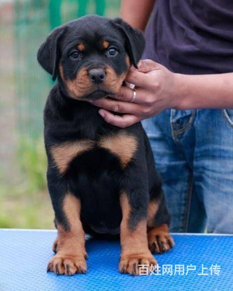 纯种罗威纳,血统纯正,健康保障,可上门选购的图片
