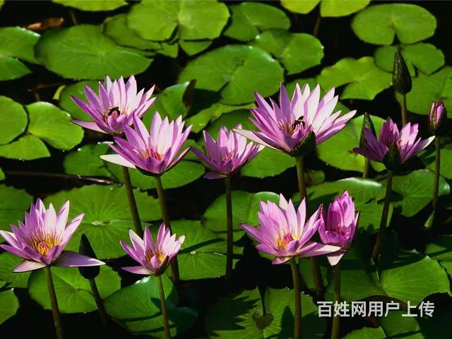 爱丁堡 公寓1厅 豪华装修 - 图片 2