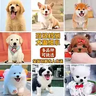 天门养狗基地直销雪纳瑞 品种齐全支持本地上门全国发货