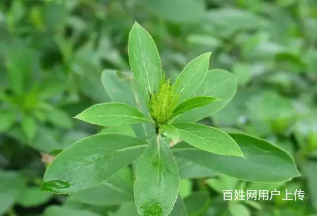 湖北百草堂苍术种植全流程革新，从选地育苗到采收加工 - 图片 1