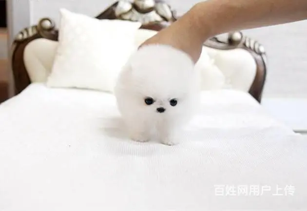 纯种茶杯博美犬出售 北京赛级博美犬价格 - 图片 2