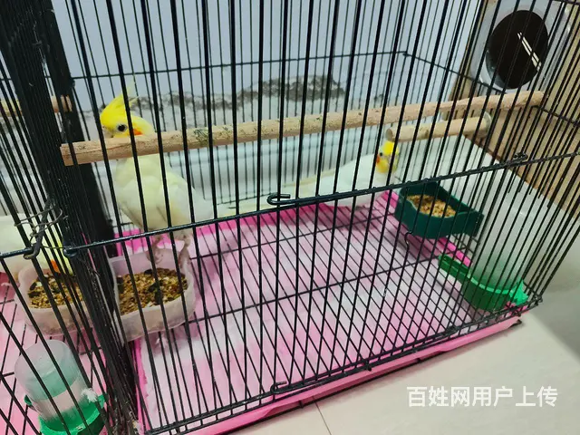出售手养玄凤鹦鹉黄化 - 图片 1