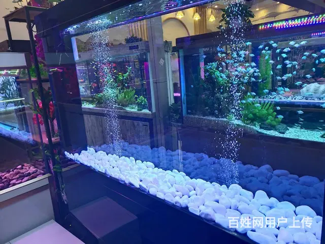呈贡地区鱼缸清洗维修服务 - 图片 11