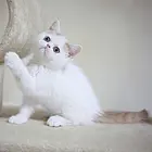 大连哪里买加菲猫纯血统◆加菲猫多少钱一只