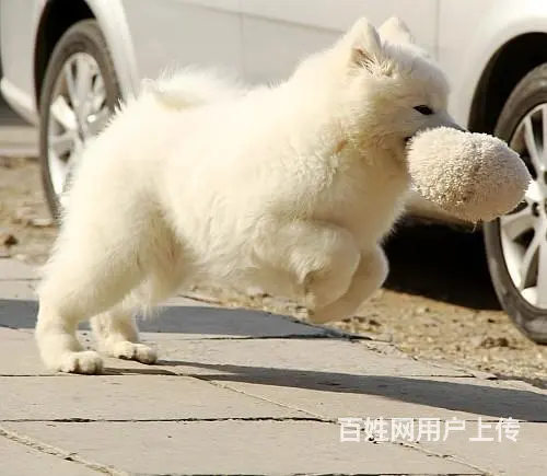 琼海哪里有出售萨摩耶幼犬宝宝 定时做疫苗和驱虫 公 - 图片 1
