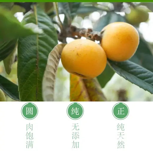 实惠小果.本地苏州东山白玉白沙枇杷新鲜采摘 - 图片 5