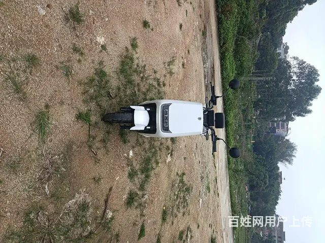 特莱维狮天猫牛 - 图片 1