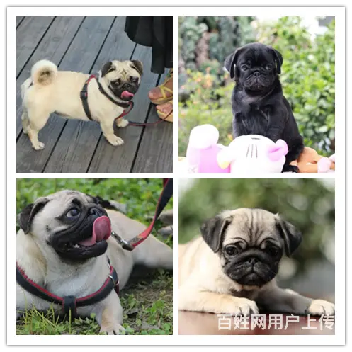 孝感家养巴哥幼犬一窝特价出售中 欢迎上门挑选送货上 - 图片 2