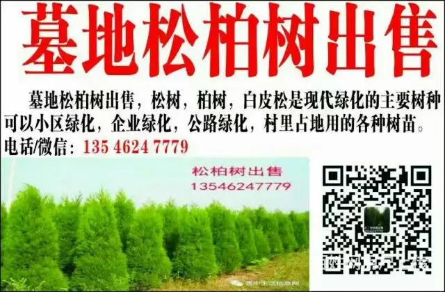 专供墓地松柏树 - 图片