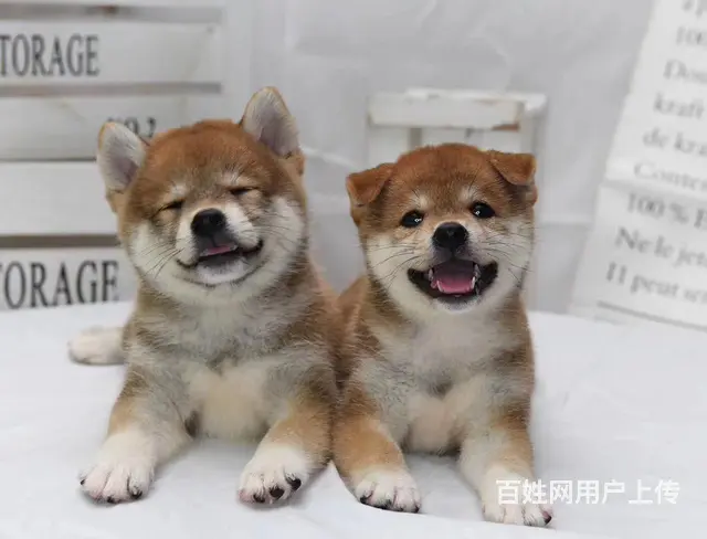 珠海本地哪里有柴犬幼犬多少钱一只 品相好可上门挑选 - 图片 1