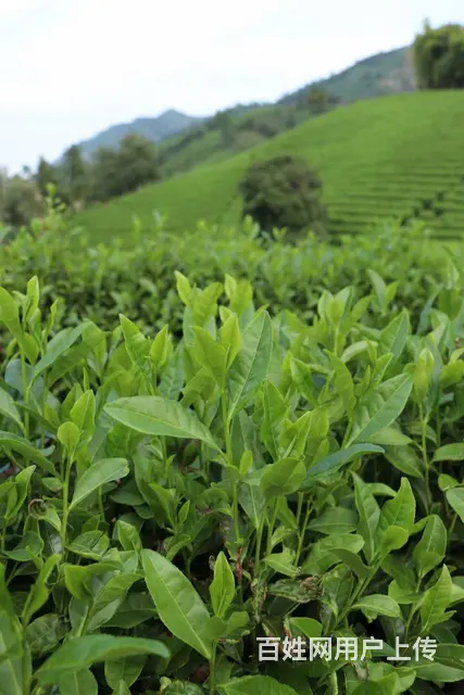 初秋的茶园 生机勃勃 小戴白茶直销 - 图片 4