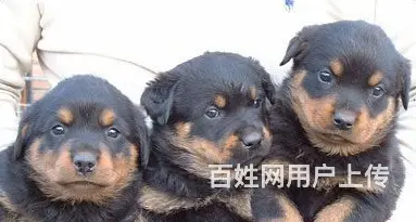 辽阳有什么地方可以买到罗威纳 罗威纳的价位 - 图片 4