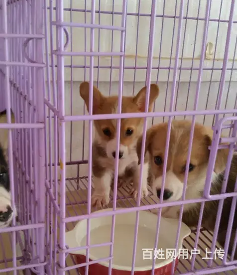 天门柯基犬舍位置 本地柯基犬舍地址在哪儿 - 图片 8