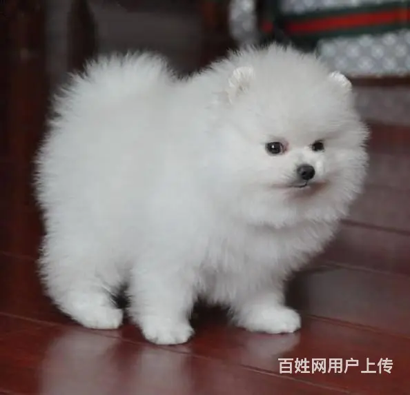 银狐犬 纯种银狐 CKU认证血统 保纯保健康 可签 - 图片 2