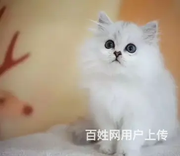 拉萨哪里有金吉拉卖的金吉拉好养吗疫苗齐全包健康 - 图片 6