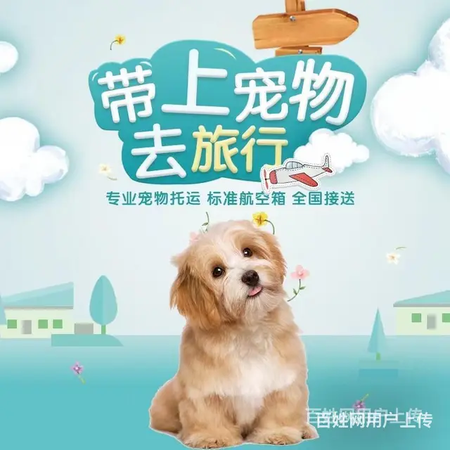 推荐） 舟山宠物托运到全国）（猫狗）邮寄快递（宠物活体运输） - 图片 1