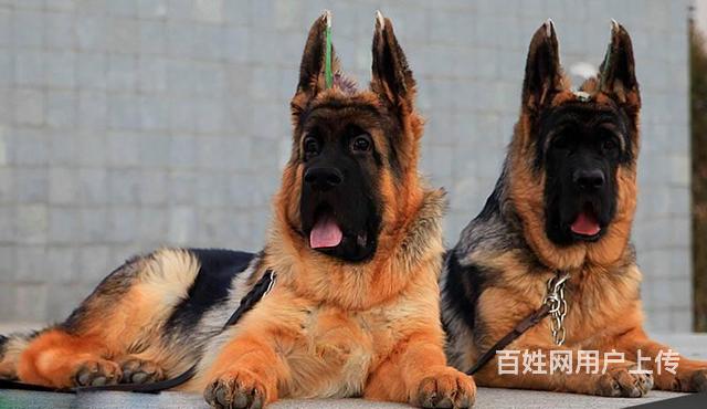 大头锤系德国牧羊犬 健康有保证质量三包