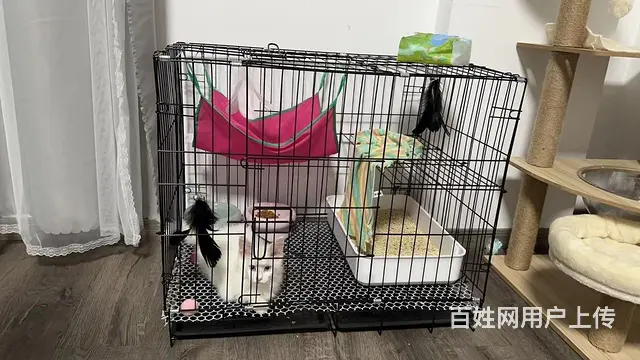 捡漏 纯白缅因弟弟 - 图片 2
