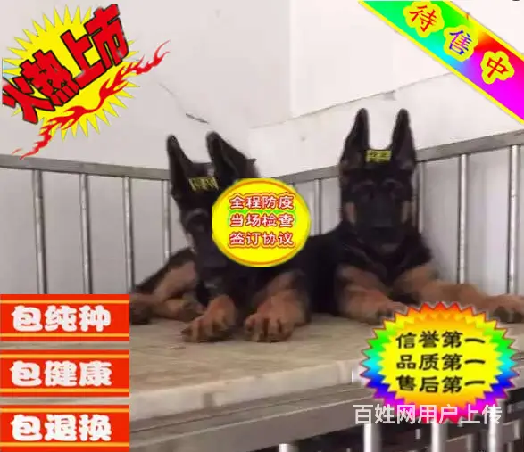 纯种德国牧羊犬赛级德牧锤系德牧 品质保证 - 图片 5