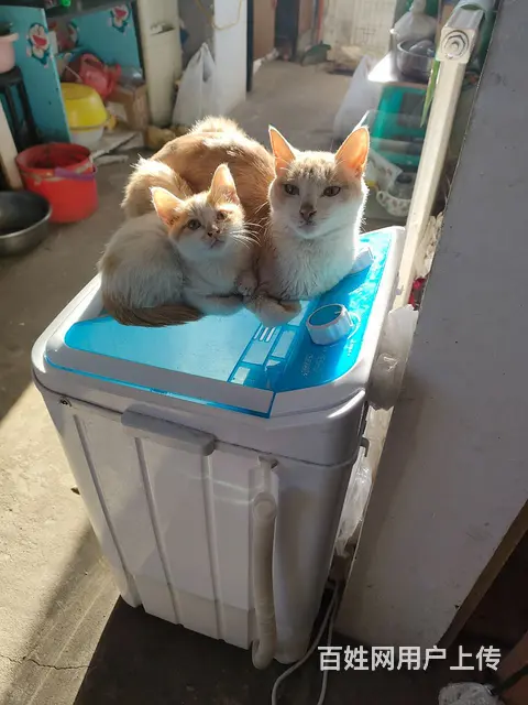 小猫 - 图片 3