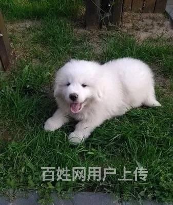 全國送貨上門基地直銷,純種大白熊犬包健康包純種