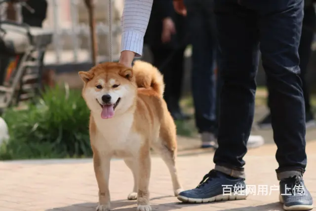 崇左柴犬，豆柴，优莱柴犬犬舍 - 图片 1